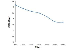 Antigen: 0. (KRIT1 antibody  (AA 631-736))