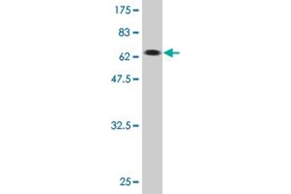 TDP2 antibody  (AA 1-362)