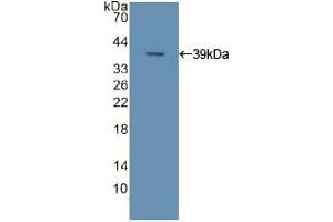 Western blot analysis of recombinant Human APOC2. (Apolipoprotein C-II antibody  (AA 13-97))