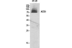 Western Blot (WB) analysis of specific cells using ACSS1 Polyclonal Antibody. (ACSS1 antibody  (C-Term))