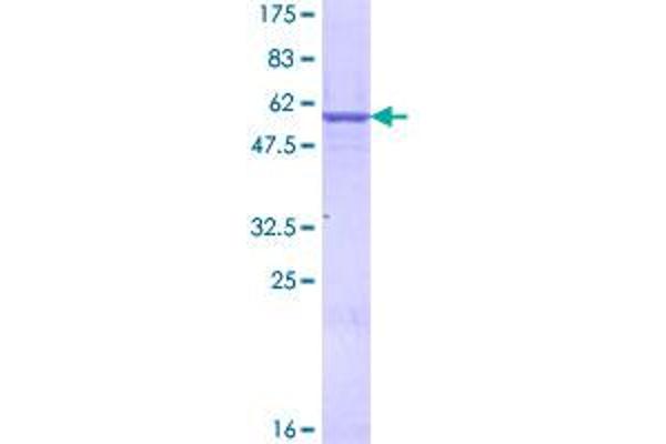 Prohibitin 2 Protein (PHB2) (AA 1-299) (GST tag)