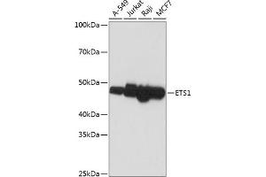 Western blot analysis of extracts of various cell lines, using ETS1 antibody (ABIN7271257) at 1:1000 dilution. (ETS1 antibody)