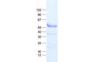 Validation with Western Blot (GBX2 Protein (His tag))