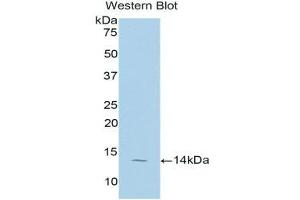 Western Blotting (WB) image for anti-Taurine Transporter (TAUT) (AA 131-227) antibody (ABIN1176289)