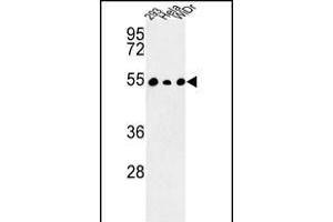 Western blot analysis of C14orf50 Antibody (N-term) (ABIN652930 and ABIN2842596) in 293, Hela, WiDr cell line lysates (35 μg/lane).