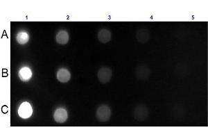 Dot Blot for Goat Anti-Mouse IgG IgA IgM (H&L) Antibody Fluorescein Conjugated Dot Blot for Mouse IgG IgA IgM (H&L) Antibody Fluorescein Conjugated.
