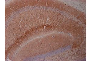 Indirect immunostaining of a PFA fixed mouse hippocampus section with rabbit anti-MAP 2. (MAP2 antibody  (AA 2-309))