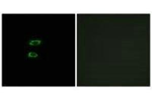 Immunofluorescence analysis of A549 cells, using BMP8A antibody. (BMP8A antibody  (C-Term))