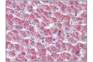 Immunohistochemistry: GPR126 antibody staining of Formalin-Fixed, Paraffin-Embedded Human Liver. (G Protein-Coupled Receptor 126 antibody  (N-Term))
