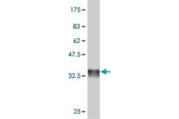 RAB19 antibody  (AA 166-264)