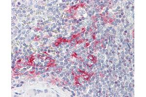 Anti-LITAF antibody IHC staining of human spleen. (LITAF antibody  (AA 1-132))
