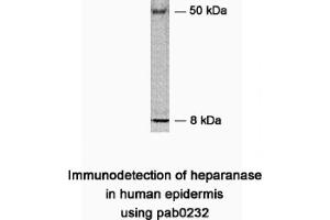 Image no. 1 for anti-Heparanase (HPSE) (N-Term) antibody (ABIN347133) (HPSE antibody  (N-Term))