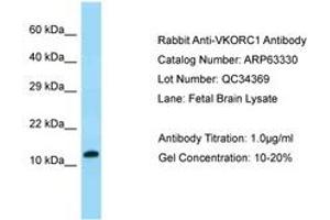 Image no. 1 for anti-Vitamin K Epoxide Reductase Complex, Subunit 1 (VKORC1) (AA 27-76) antibody (ABIN6749969) (VKORC1 antibody  (AA 27-76))