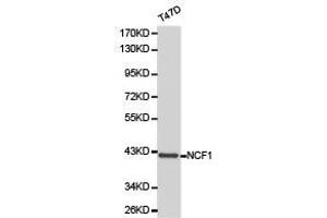 Western Blotting (WB) image for anti-Neutrophil Cytosol Factor 1 (NCF1) antibody (ABIN1873836) (NCF1 antibody)