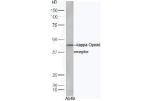 A549 cell lysates probed with Anti-kappa Opioid receptor Polyclonal Antibody, Unconjugated (ABIN737571) at 1:300 in 4˚C. (OPRK1 antibody)