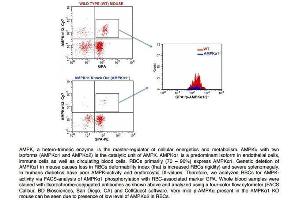 FACS Analysis of Glycophorin A and phospho-AMPK alpha 1/2 (Thr172/183) in Red Blood Cells in WT and AMPK alpha 1 knockout mice using Rabbit Anti-GPA Polyclonal Antibody .