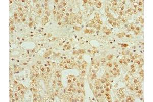 CFDP1 antibody  (AA 1-299)