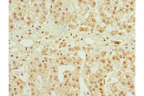 CFDP1 antibody  (AA 1-299)