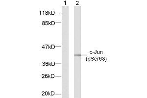 Western blot analysis of extracts from NIH/3T3 cells using c-Jun (phospho-Ser63) antibody (E011001) (C-JUN antibody  (pSer63))