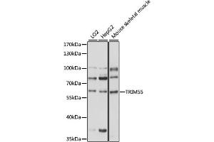 Western blot analysis of extracts of various cell lines, using TRIM55 antibody (ABIN7270994) at 1000 dilution. (TRIM55 antibody  (AA 183-452))