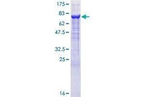 AK8 Protein (AA 1-479) (GST tag)