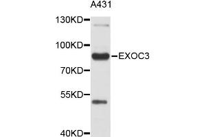 Western blot analysis of extracts of A-431 cells, using EXOC3 antibody (ABIN4903616). (EXOC3 antibody)