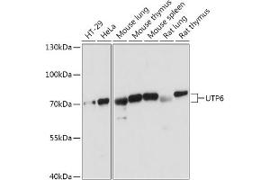 Western blot analysis of extracts of various cell lines, using UTP6 antibody (ABIN7271239) at 1:1000 dilution. (UTP6 antibody  (AA 1-220))