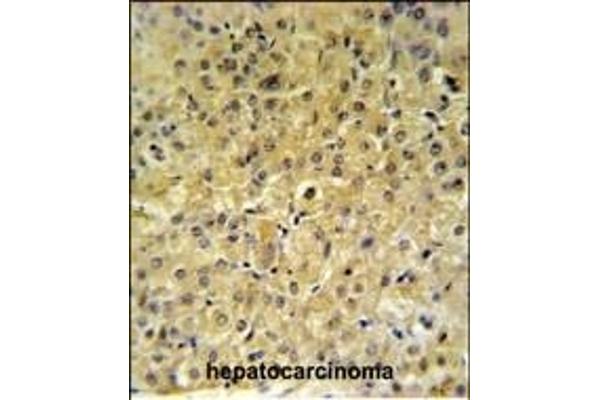 INSC antibody  (AA 410-437)