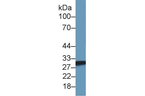 SDHB antibody  (AA 97-282)