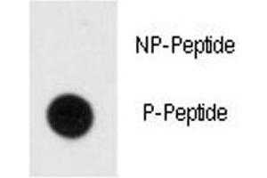 Dot blot analysis of phospho-MBP antibody. (MBP antibody  (pTyr203))
