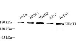 Western blot analysis of EHMT1 (ABIN7073867) at dilution of 1: 500 (EHMT1 antibody)