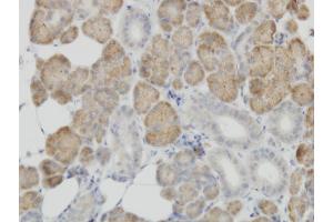 Immunoperoxidase of monoclonal antibody to COX4I2 on formalin-fixed paraffin-embedded human salivary gland. (COX4I2 antibody  (AA 21-104))