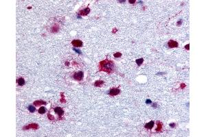 Anti-PYGB antibody IHC of human brain. (PYGB antibody  (C-Term))