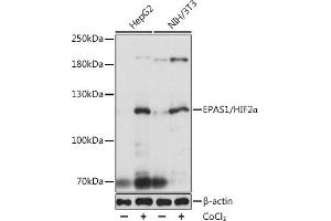Western blot analysis of extracts of various cell lines, using EP/HIF2α antibody (ABIN6127869, ABIN6141764, ABIN6141765 and ABIN6223457) at 1:1000 dilution. (EPAS1 antibody  (AA 588-870))