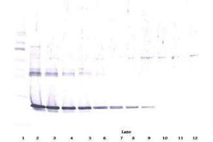 Image no. 2 for anti-Ciliary Neurotrophic Factor (CNTF) antibody (ABIN465749) (CNTF antibody)