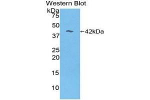 Detection of Recombinant RL, Mouse using Polyclonal Antibody to Reelin (RELN) (Reelin antibody  (AA 3143-3461))