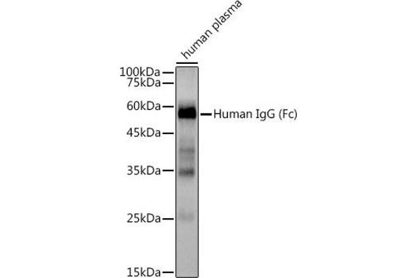 IGHG1 antibody
