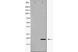 Western blot analysis of extracts of heart, using VEGFB antibody.