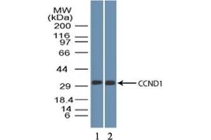 Image no. 1 for anti-Cyclin D1 (CCND1) (AA 250-300) antibody (ABIN1491282) (Cyclin D1 antibody  (AA 250-300))