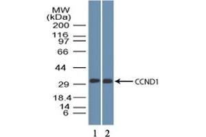Image no. 1 for anti-Cyclin D1 (CCND1) (AA 250-300) antibody (ABIN1491282) (Cyclin D1 antibody  (AA 250-300))