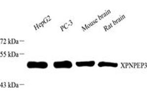 Western blot analysis of XPNPEP3 (ABIN7076237) at dilution of 1: 1000,Lane 1: HepG2 cell lysate,Lane 2: PC-3 cell lysate,Lane 3: Mouse brain tissue lysate,Lane 4: Rat brain tissue lysate (XPNPEP3 antibody)