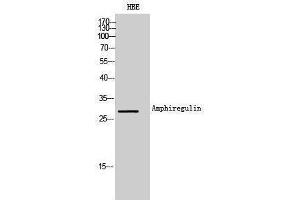 Western Blotting (WB) image for anti-Amphiregulin (AREG) (Internal Region) antibody (ABIN3181481) (Amphiregulin antibody  (Internal Region))