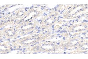 Detection of VEGFB in Canine Kidney Tissue using Polyclonal Antibody to Vascular Endothelial Growth Factor B (VEGFB) (VEGFB antibody  (AA 22-137))