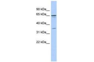 Image no. 1 for anti-Zinc Finger Protein 648 (ZNF648) (N-Term) antibody (ABIN6743554) (ZNF648 antibody  (N-Term))