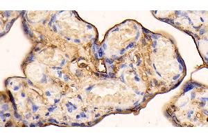 Immunohistochemistry (IHC) image for anti-Annexin A5 (ANXA5) (AA 1-321) antibody (ABIN7431455)