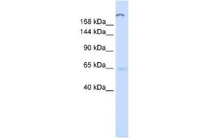 ATP10D antibody used at 1 ug/ml to detect target protein.