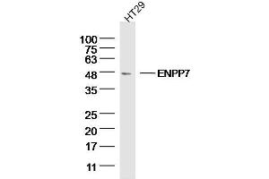 HT29 Cell lysates probed with ENPP7 Polyclonal Antibody, unconjugated  at 1:300 overnight at 4°C followed by a conjugated secondary antibody for 60 minutes at 37°C. (ENPP7 antibody  (AA 351-458))