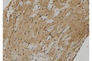 ABIN6278998 at 1/100 staining Mouse heart tissue by IHC-P. (FMR1NB antibody  (C-Term))