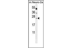 Western blot analysis of POLR2J Antibody (C-Term) in Mouse Neuro-2a cell line lysates (35ug/lane). (POLR2J antibody  (C-Term))