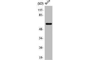 Western Blot analysis of HeLa cells using TBC1D3A/B/C Polyclonal Antibody (TBC1D3/TBC1D3B/TBC1D3C (C-Term) antibody)